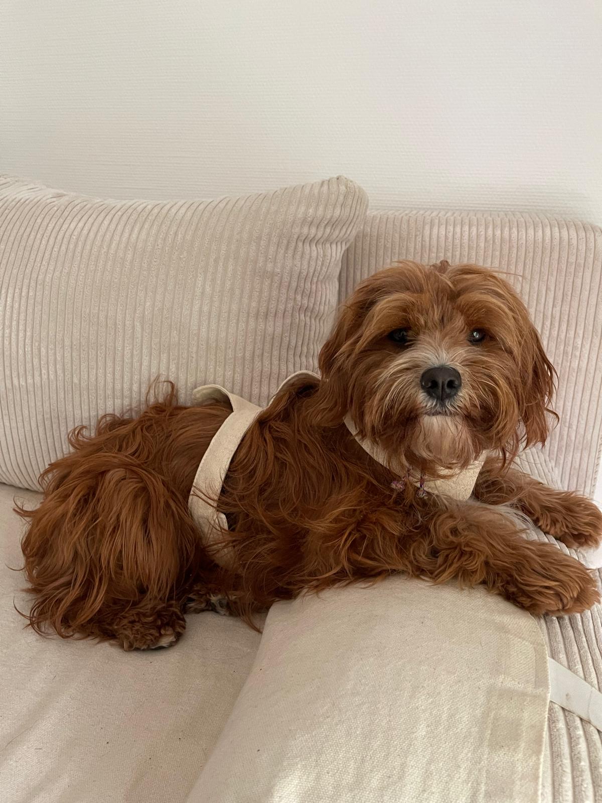 Kleiner, langhaariger Hund liegt entspannt auf einem Cord-Sofa