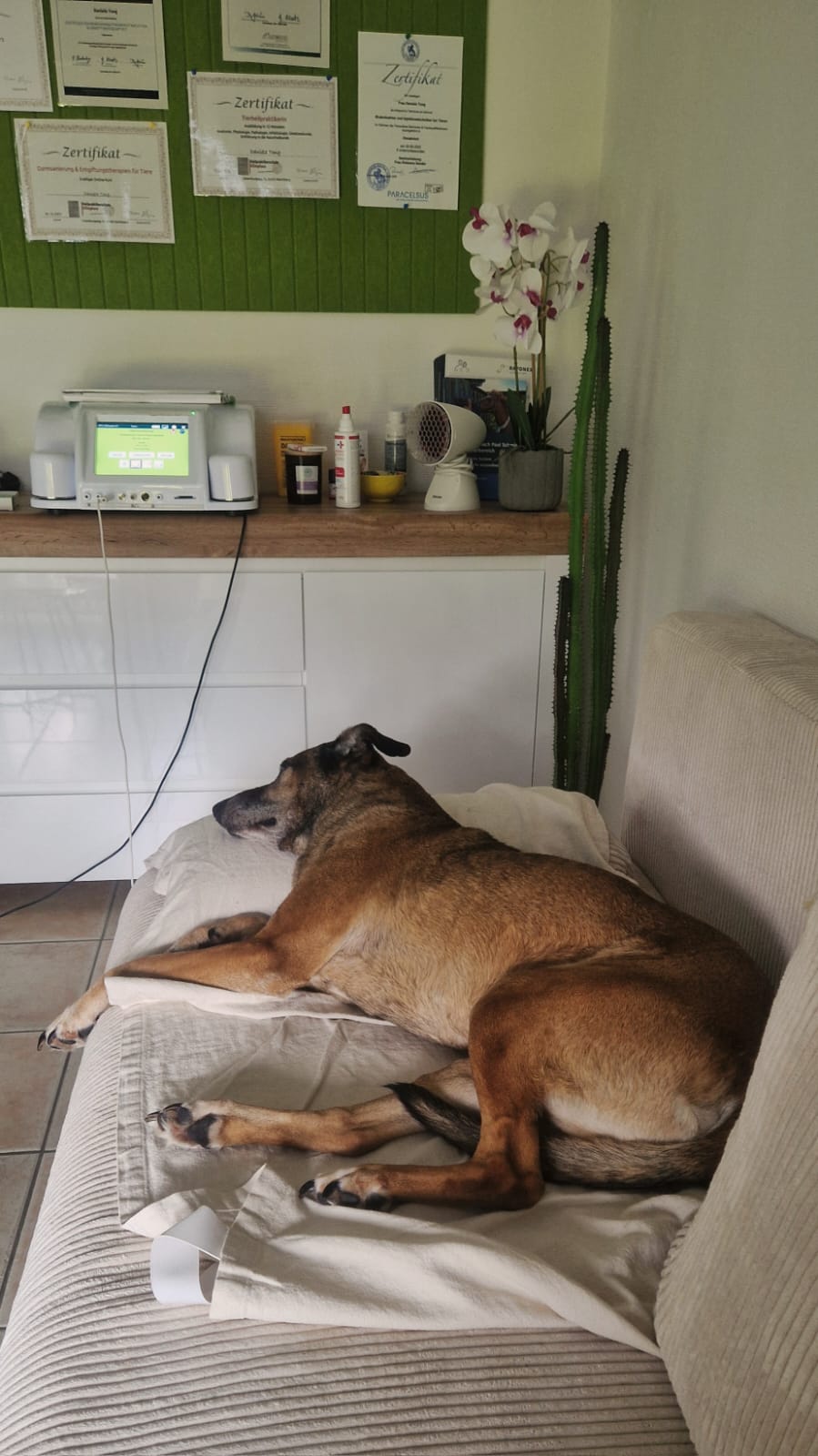 Großer Hund ruht auf dem Sofa, im Hintergrund Praxis mit Zertifikaten und Gerät