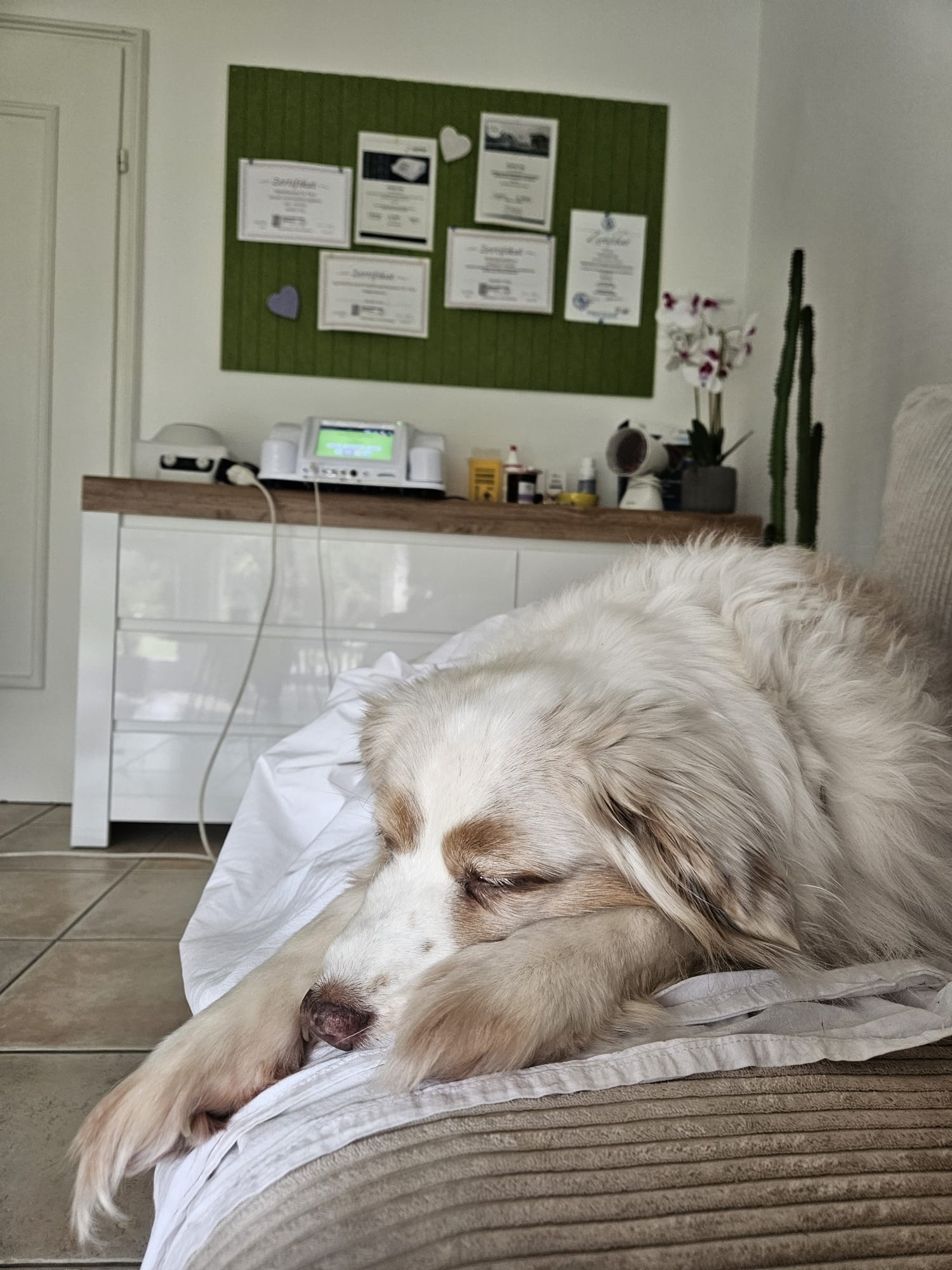Kleiner, langhaariger Hund liegt entspannt auf einem Cord-Sofa