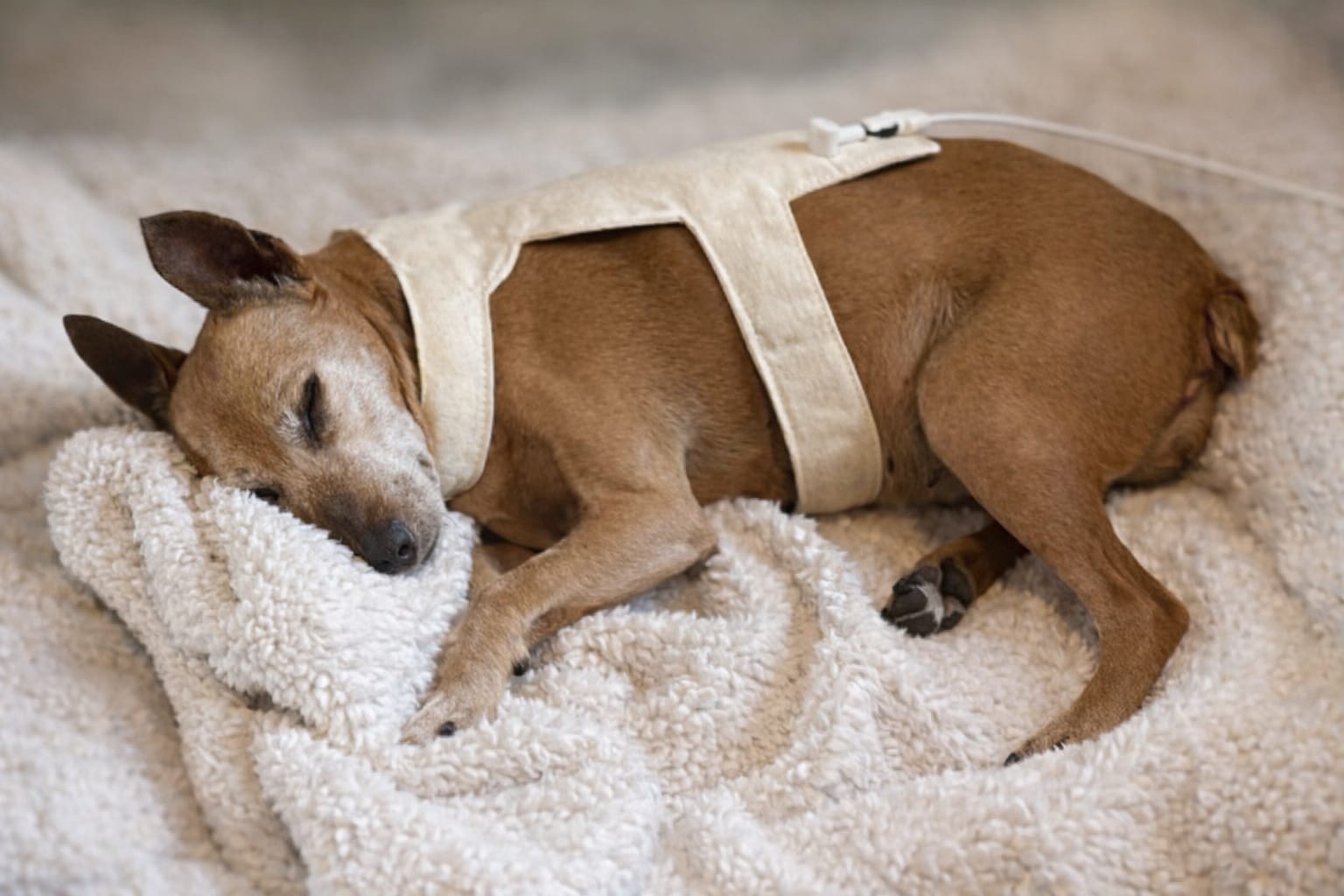 Hund bei der Behandlung auf dem Sofa