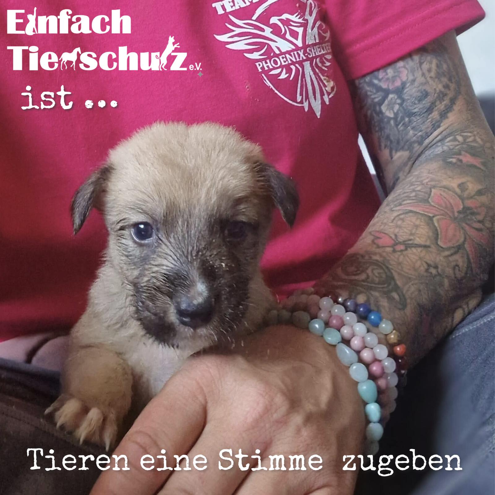 Einfach Tierschutz